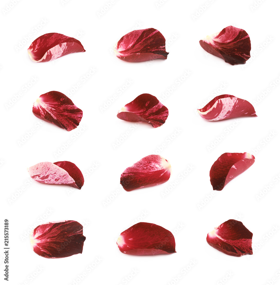 Red rose petal isolated Red rose petal isolated