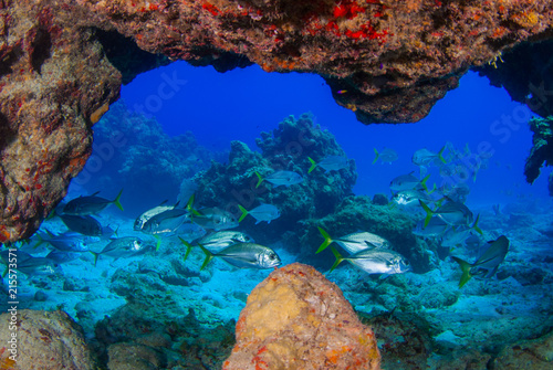 A shot from within the reef looking out into the deep blue ocean where a school of jacks can be seen swimming around in the tropical warm blue water