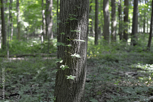 Φωτογραφία Vine growing on side of tree in the forest