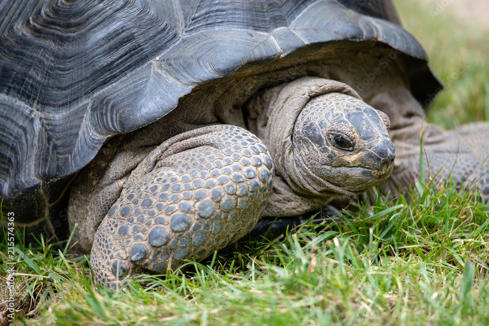 Turtle Turtle