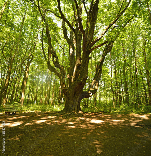 Grand father oak an ancient red oak tree deep in the forest photo