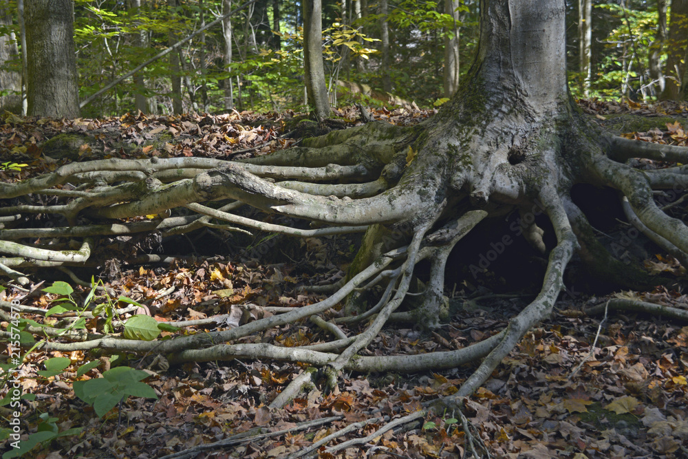Root system on tree near the creek show soil erosion