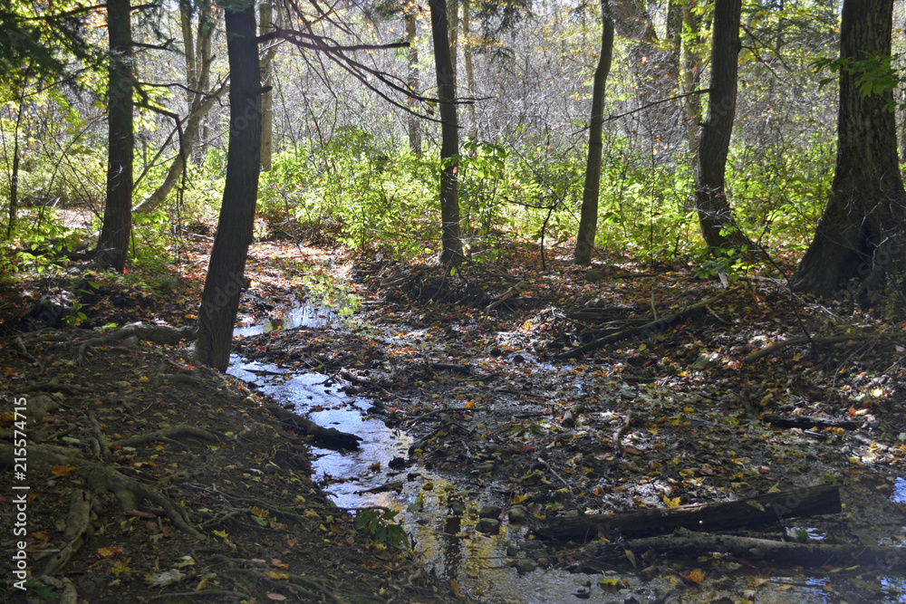 Small brook running through the woods