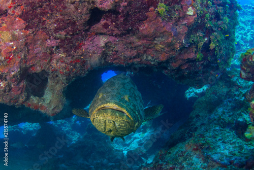 A goliath grouper has made a home in a section of tropical reef. The big fish enjoys the protection offered by the over hanging coral structure
