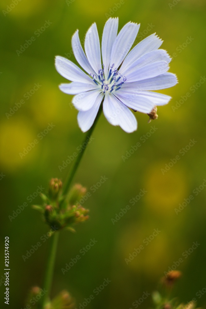 (Cichorium intybus) is a plant belonging to the family Asteraceae, sometimes called Composite Flower. (Cichorium intybus) is a plant belonging to the family Asteraceae, sometimes called Composite Flower.