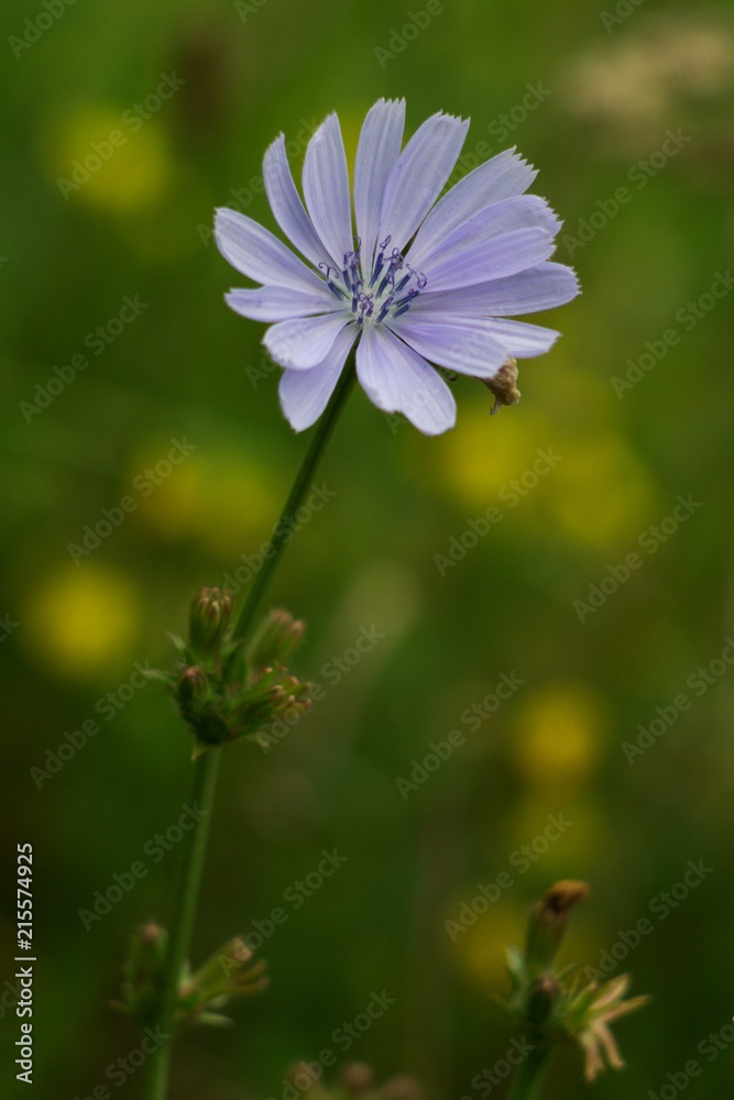 (Cichorium intybus) is a plant belonging to the family Asteraceae, sometimes called Composite Flower. (Cichorium intybus) is a plant belonging to the family Asteraceae, sometimes called Composite Flower.