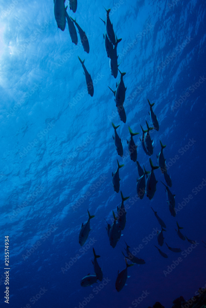 Fototapeta premium A school of jacks swimming through the warm tropical water of the Caribbean sea. These silver fish enjoy hanging out together for protection against predators