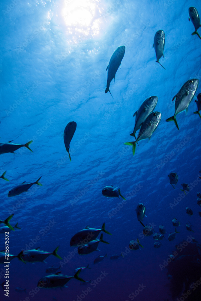A school of jacks swimming through the warm tropical water of the Caribbean sea. These silver fish enjoy hanging out together for protection against predators A school of jacks swimming through the warm tropical water of the Caribbean sea. These silver fish enjoy hanging out together for protection against predators