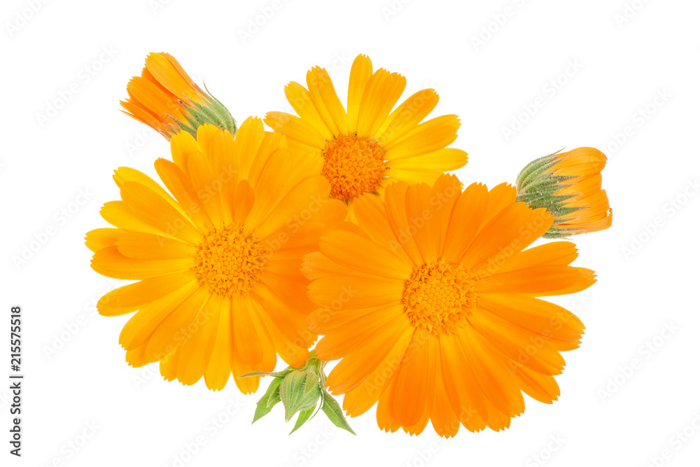 Calendula. Marigold flower isolated on white background Calendula. Marigold flower isolated on white background
