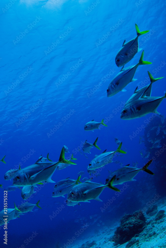 Fototapeta premium A school of jacks swimming through the warm tropical water of the Caribbean sea. These silver fish enjoy hanging out together for protection against predators