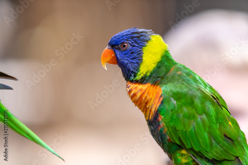 Bird