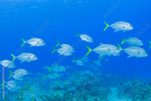 A school of jacks swimming through the warm tropical water of the Caribbean sea. These silver fish enjoy hanging out together for protection against predators © drew