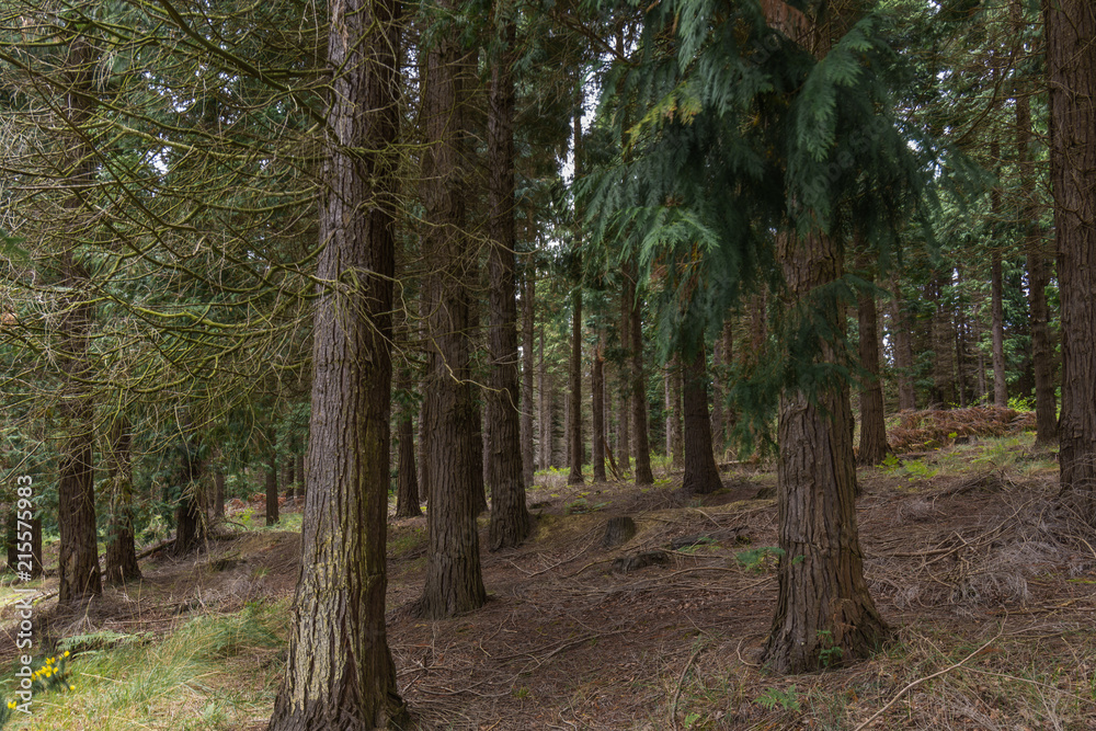 Fototapeta premium Lower trunks of a pine trees in a dark forest at the Basque Country, Spain