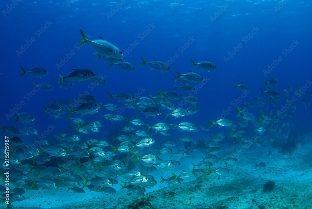 A school of jacks swimming through the warm tropical water of the Caribbean sea. These silver fish enjoy hanging out together for protection against predators