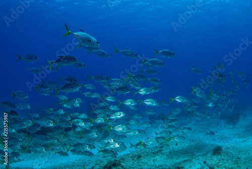 A school of jacks swimming through the warm tropical water of the Caribbean sea. These silver fish enjoy hanging out together for protection against predators