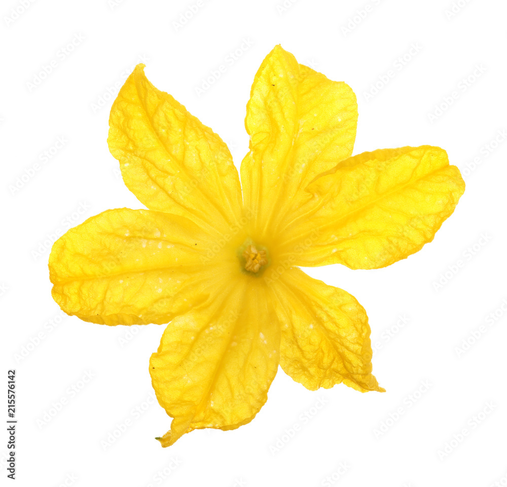 Cucumber flower closeup isolated on white background Cucumber flower closeup isolated on white background