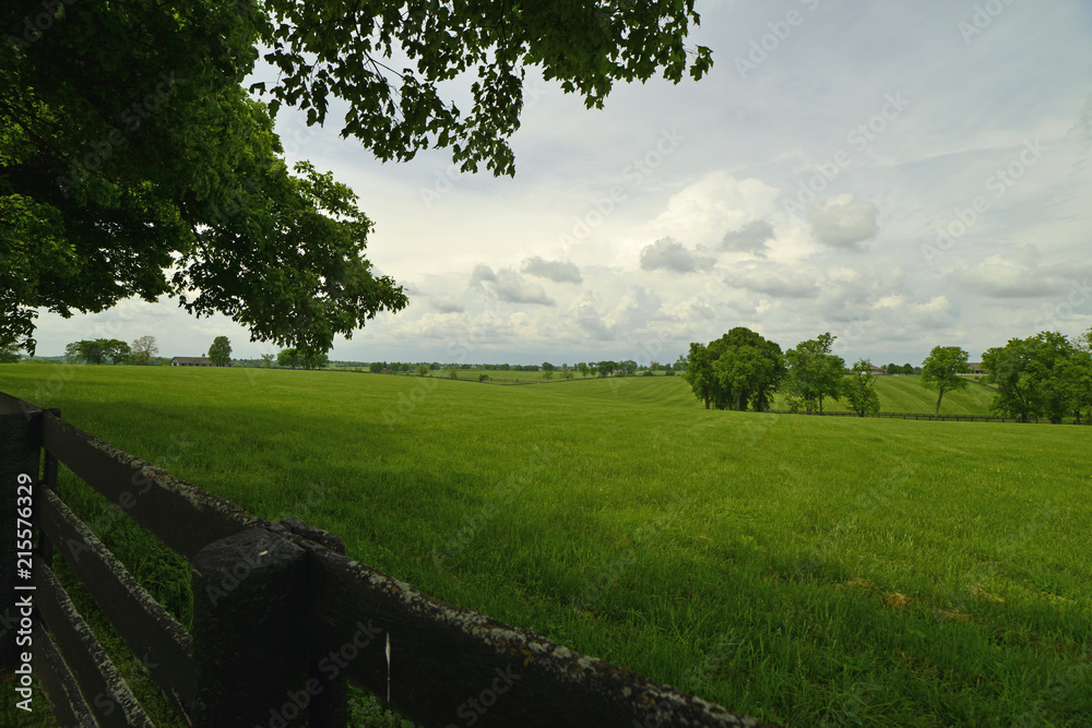 Green field of grass on side of road in Kentucky on the bourbon trail Green field of grass on side of road in Kentucky on the bourbon trail