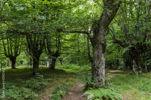 Entrance to a dense beech forest in a deep green scene at the Basque Country, Spain