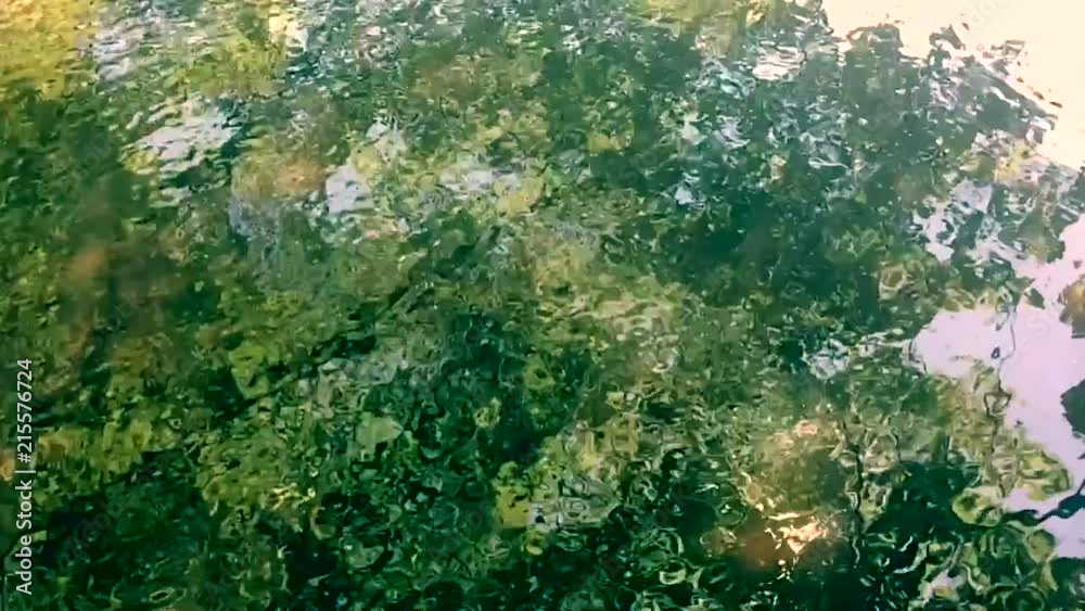 池に映る緑 池に映る緑
