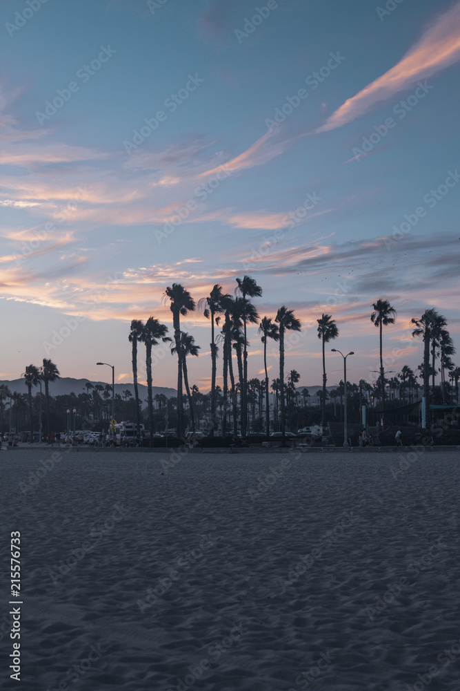 Obraz premium Palm trees