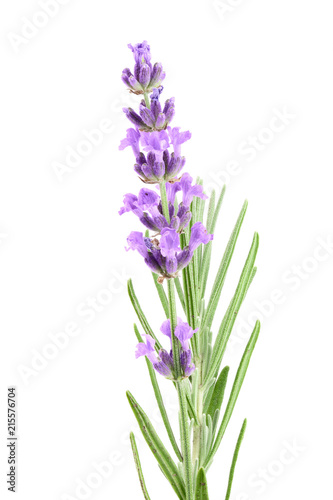 Fototapeta Naklejka Na Ścianę i Meble -  Twig of lavender with leaf isolated on a white background