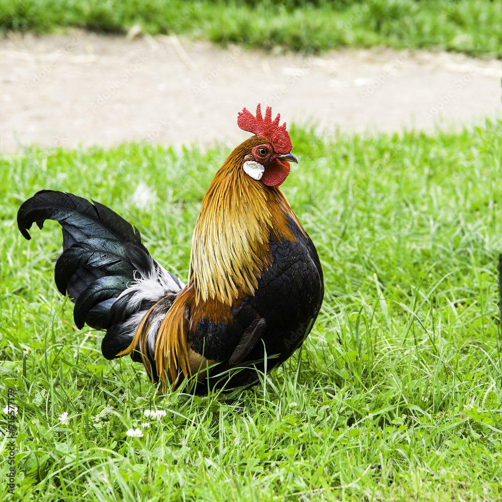 Fototapeta premium Rooster 