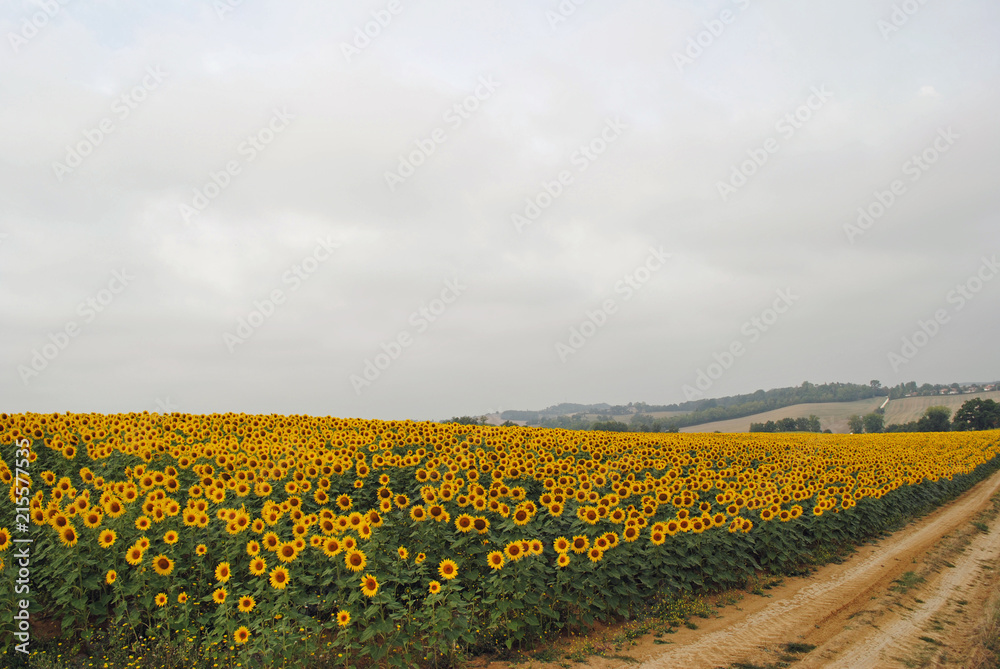 Field of sunflowers in full bloom under grey sky