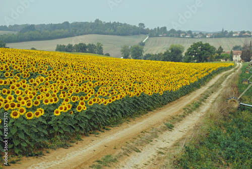 Field of blooming sunflowers  dirt road leading to farmhouse