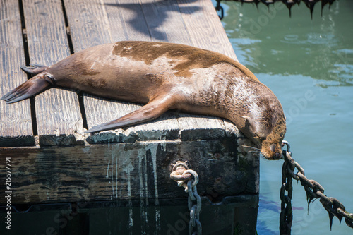 seals on a pier