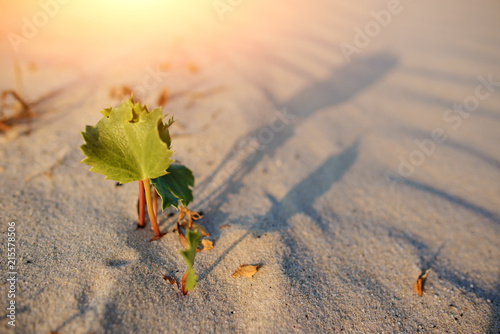 Εκτύπωση καμβά Green shoot in the desert - conceptual photo for growth in adverse conditions