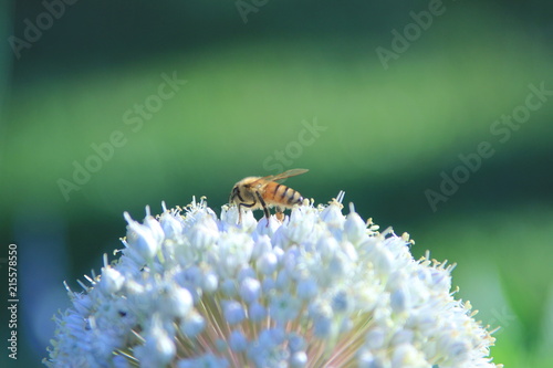 Bee on leak flower