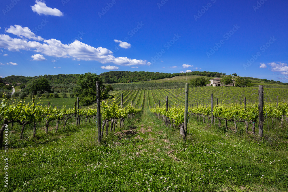 Tuscan vineyards. View of wine field and grape in Italy. Sunny day.