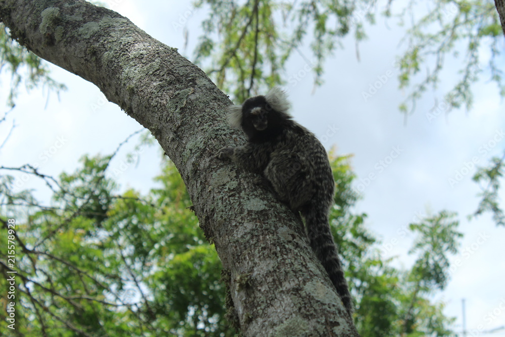 macaco na arvore macaco na arvore