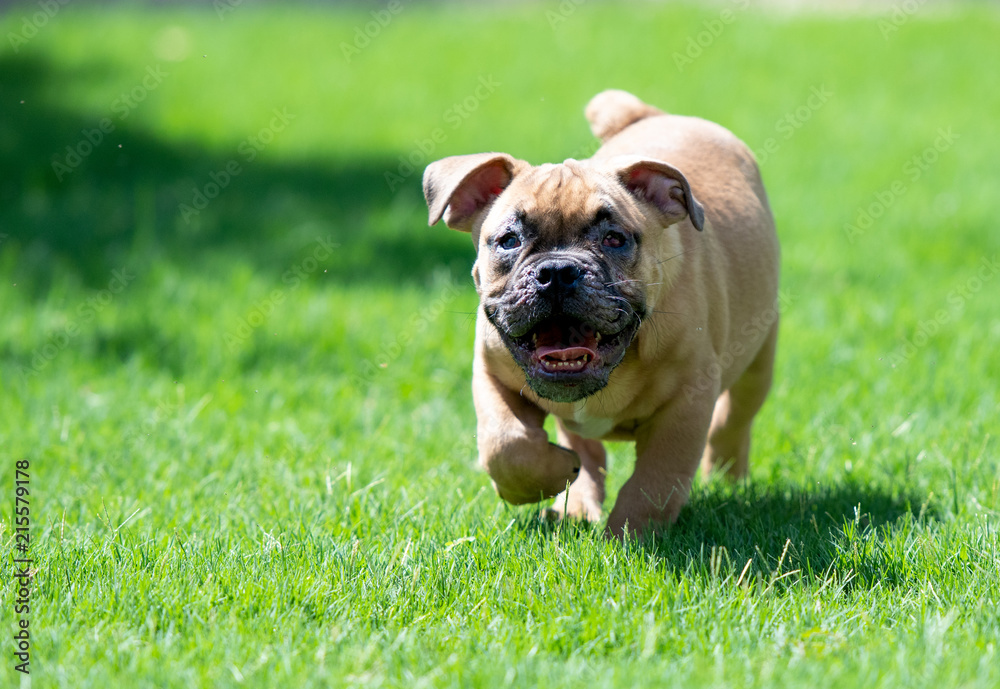 Blind bulldog puppy running and playing on grass