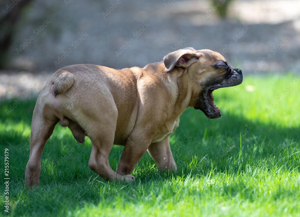 Bulldog puppy yawning on the cool summer grass