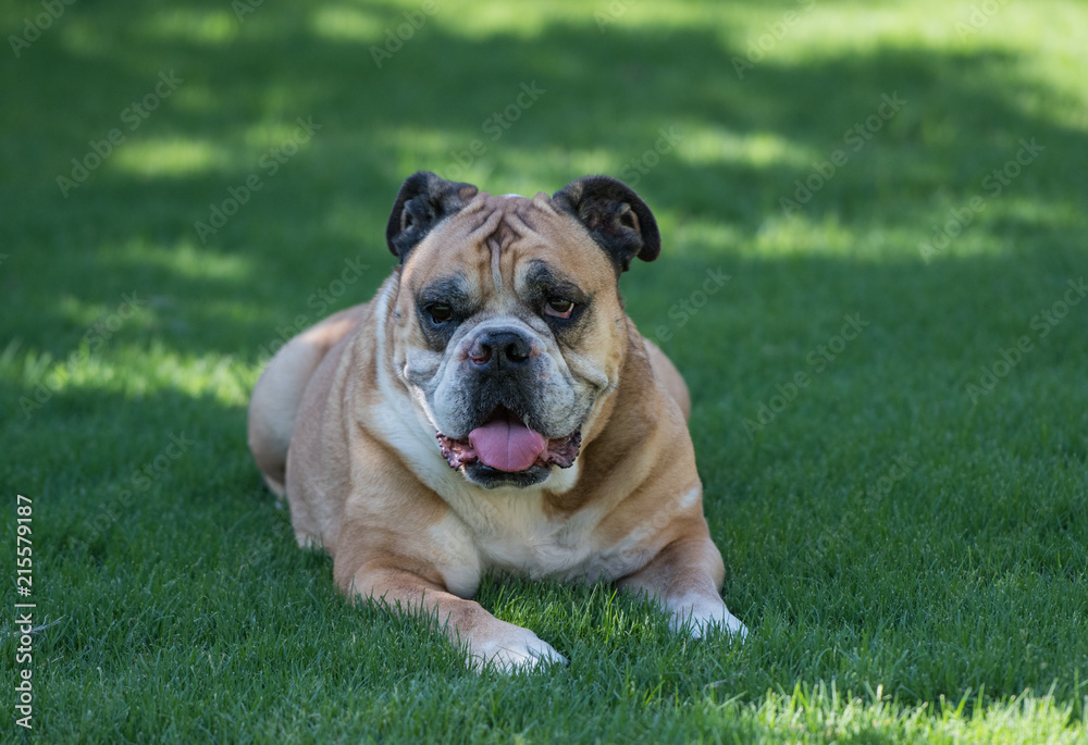 English bulldog enjoying the cool shade of the grass on a hot summer day English bulldog enjoying the cool shade of the grass on a hot summer day