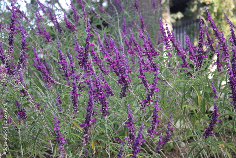 Obraz premium California Lavender