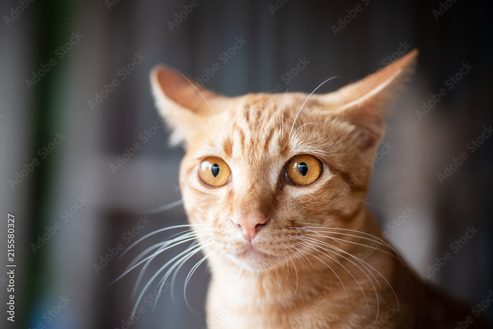 Portrait of ginger cat looking something