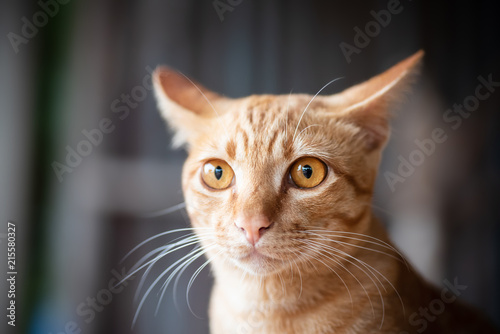 Portrait of ginger cat looking something