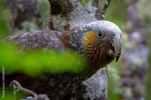 A close up of the kaka - a native parrot of New Zealand
