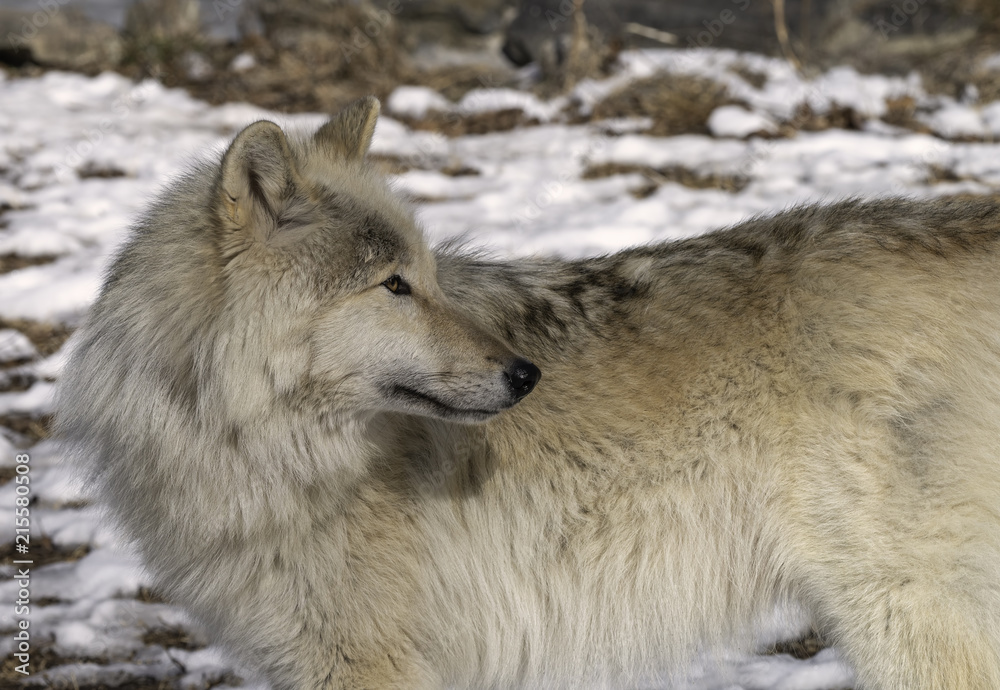 Obraz premium Gray Wolf in the Snow