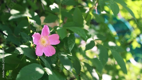 Medium shot/focus pull. One simple rose, all alone yet bold and beautiful photo