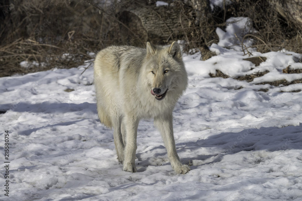 Obraz premium Gray Wolf in the Snow
