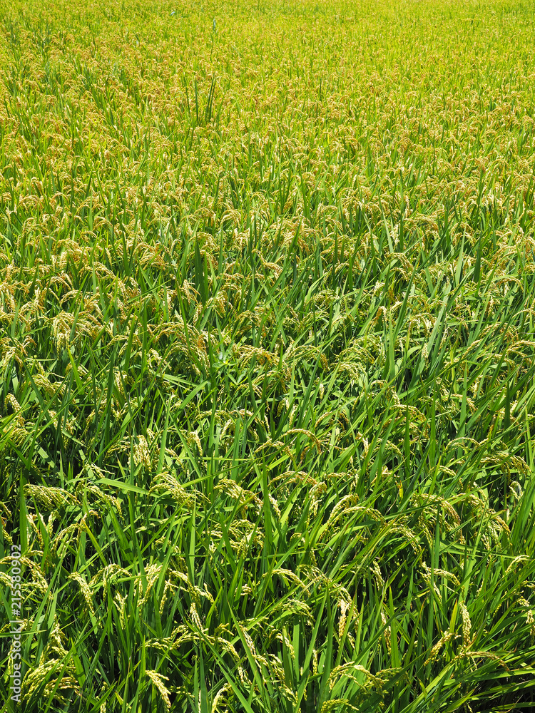 Golden paddy rice field ready for harvest Golden paddy rice field ready for harvest