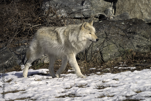 Timber Wolf  also known as a Gray or Grey Wolf  walking in the snow