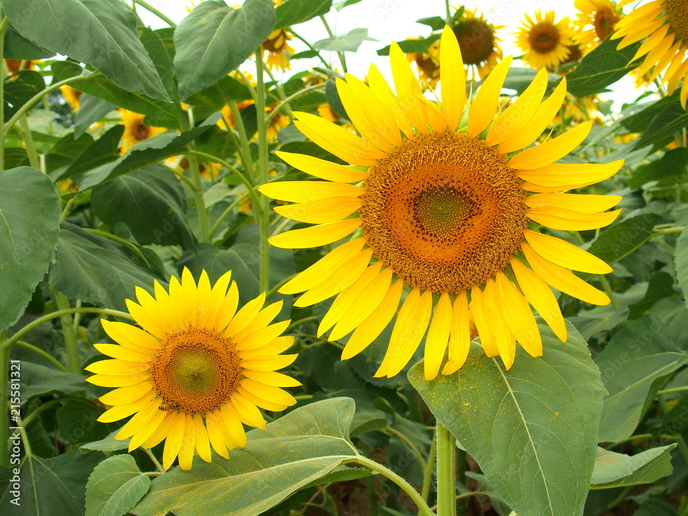 Fototapeta premium 向日葵