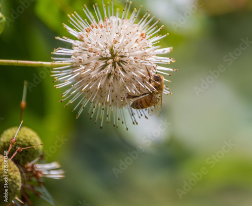 Flower and bee