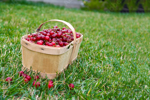 Assembled cherries  in a wooden basket on the green grass