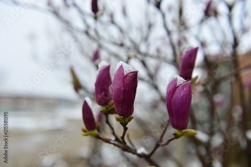 The beautiful magnolia © qiujusong