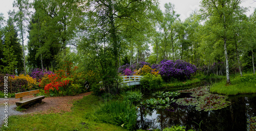 Fototapeta Naklejka Na Ścianę i Meble -  This green park with its tall trees, multicoloured summer blooms,  bridge, bench & paths looks very tranquil and serene. The pond with floating foliage, including water lilies - Nature at its best.